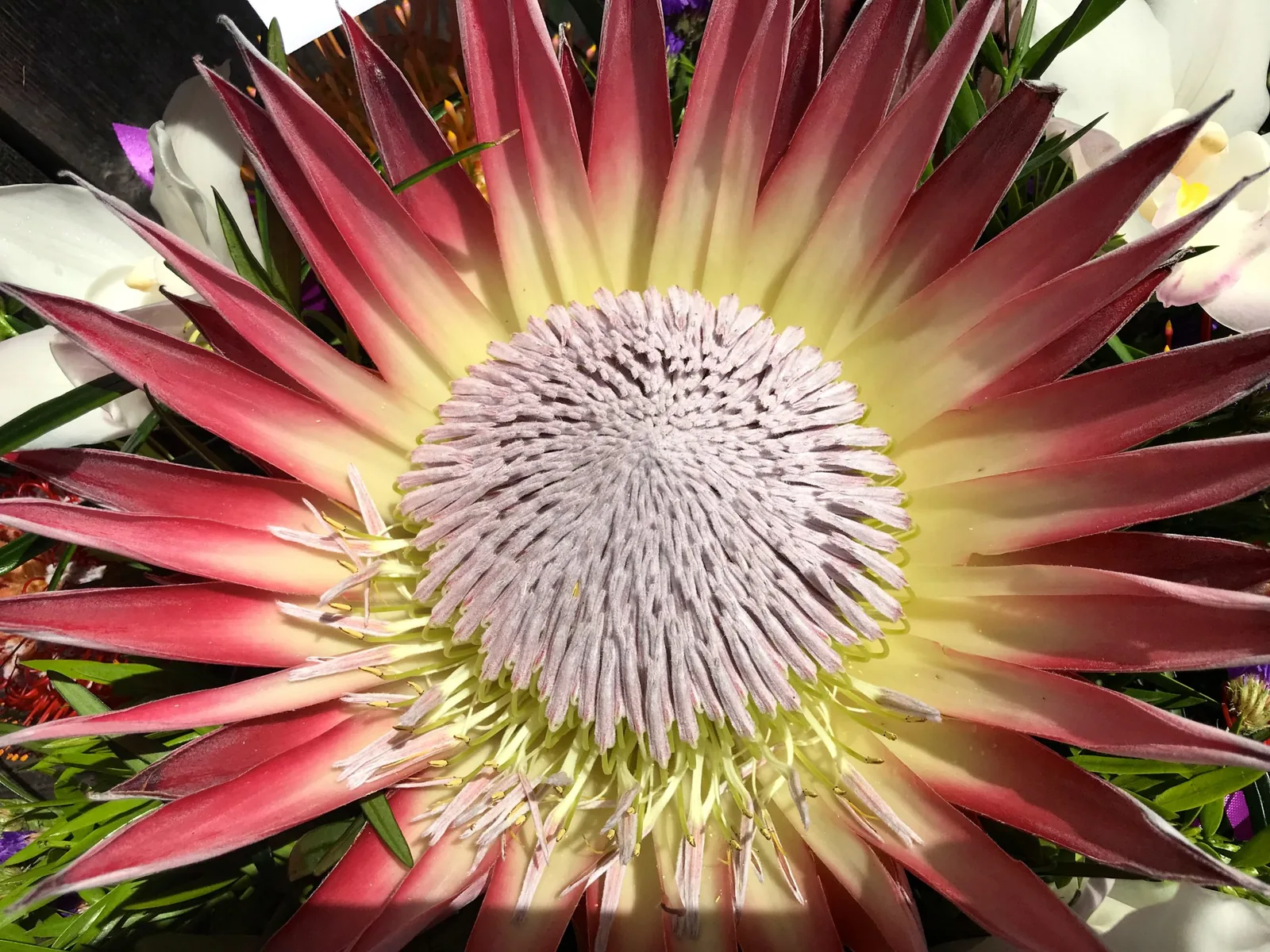 Extreme close-up of a King Protea bloom, crimson-tipped bracts radiating around a soft lavender crown
